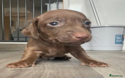 Miniature Dachshund dogs for sale: Smooth haired Miniature dachshunds - Image 10