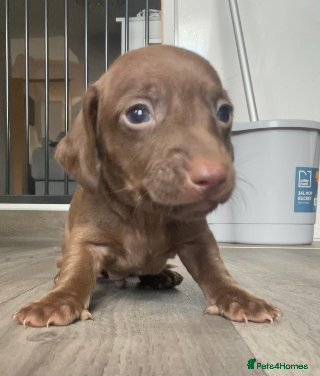 Miniature Dachshund dogs for sale: Smooth haired Miniature dachshunds - Image 10