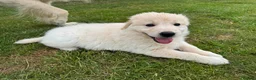 Golden Shepherd dogs for sale: Golden Shepherd Pups READY NEXT WEEK - Advert 4