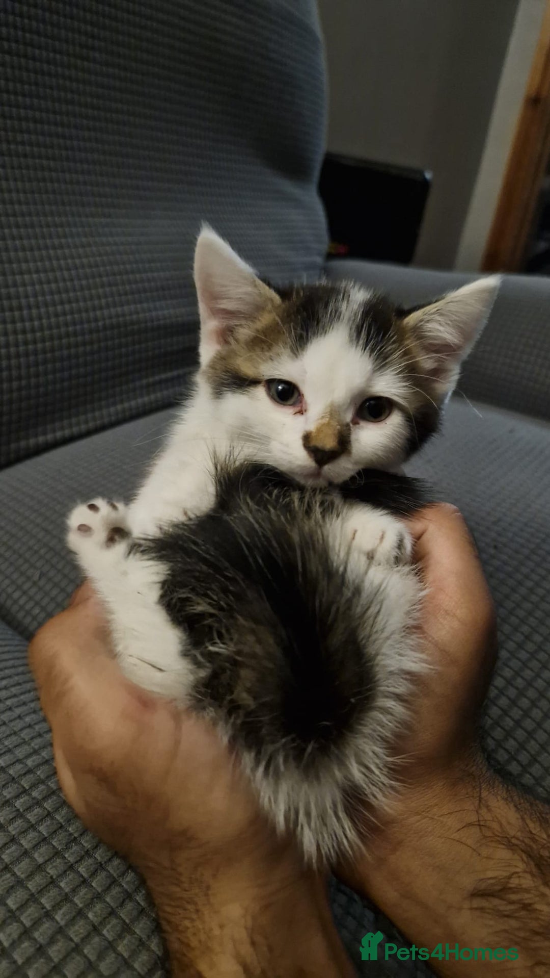 Turkish Angora cats for sale: 3 beautiful kittens ready to find a loving home  - Image 3