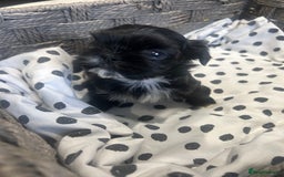 Shih Tzu dogs for sale: Litter of 5 Shih tzu puppys - Image 5