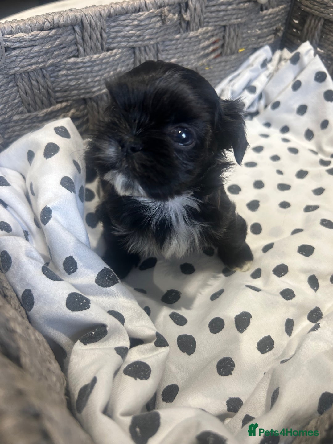 Shih Tzu dogs for sale: Litter of 5 Shih tzu puppys - Image 5