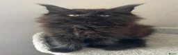 Maine Coon cats for sale: AMAZING HEALTH TESTED TICA REG MAINE COON KITTENS  - Advert 20