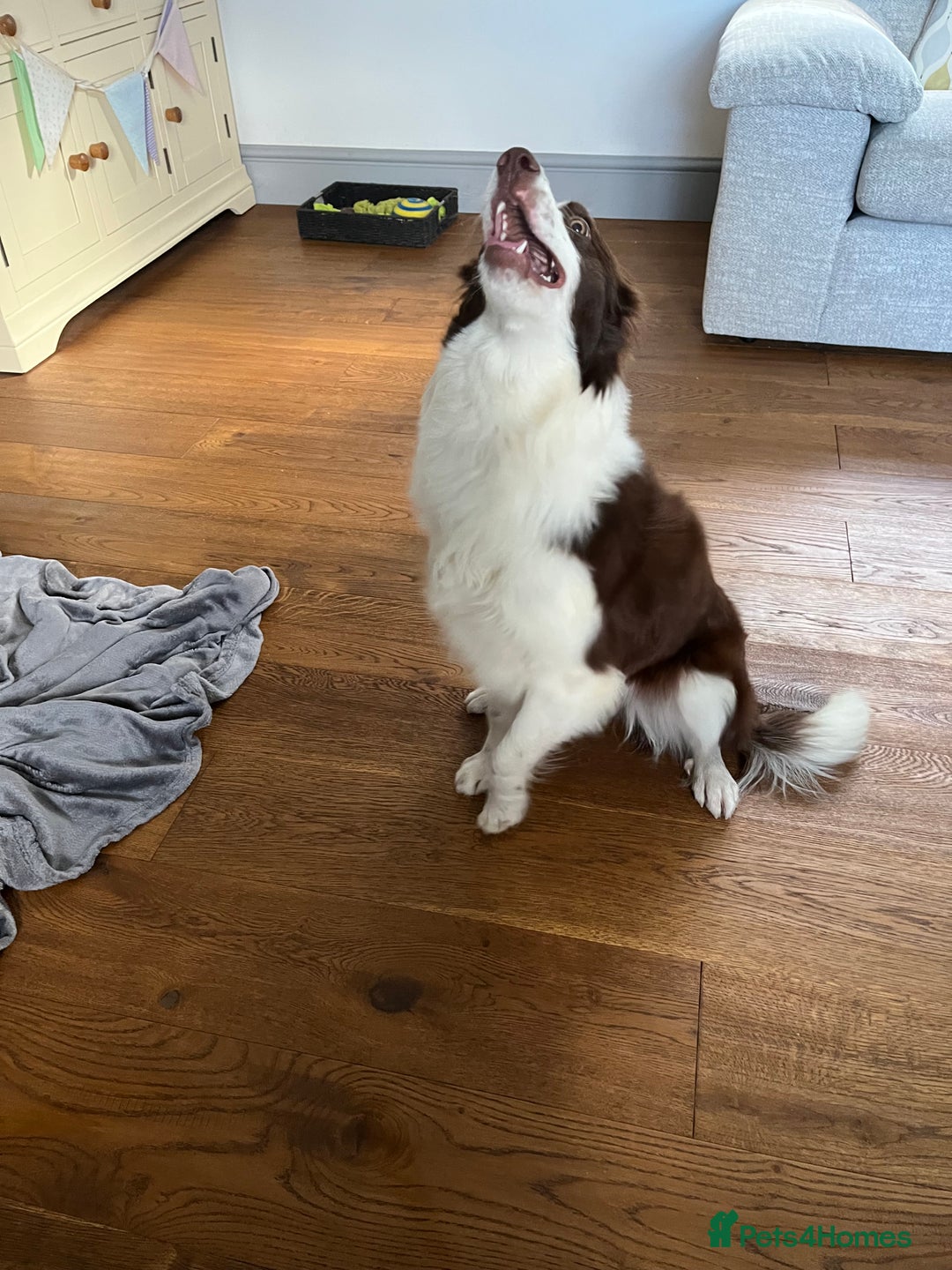 Border Collie dogs for sale: Border collie chocolate & white bitch 6 months old - Advert 9