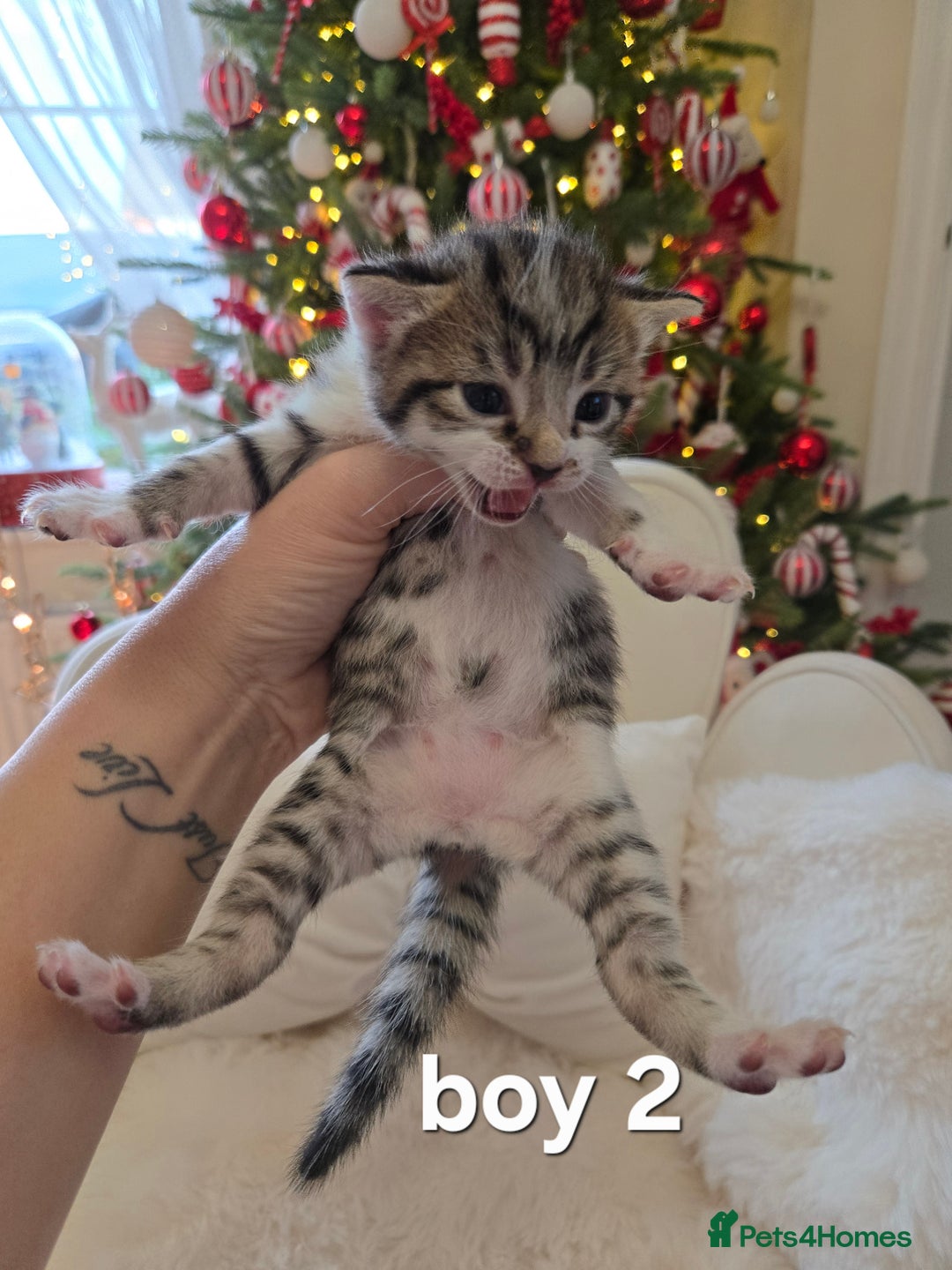 Russian Blue cats for sale: Russian blue =Main coon cross kittens  - Advert 8