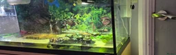 Turtle reptiles for sale: Painted turtles for sale - Advert 5