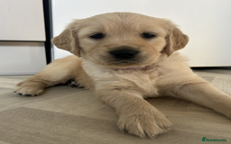Golden Retriever dogs for sale: Golden Retriever Puppies 5 Generation Pedigree.. - Image 2
