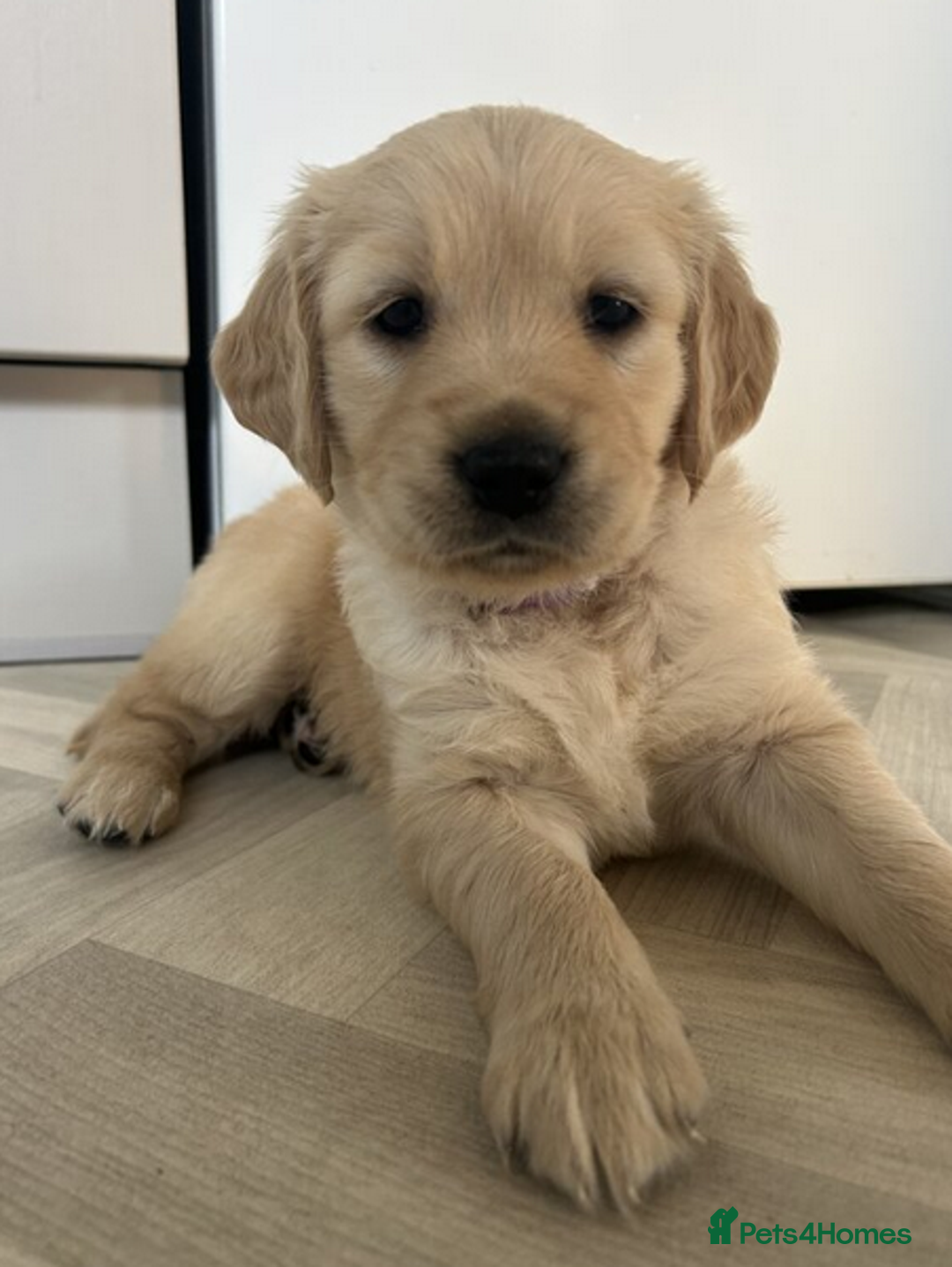 Golden Retriever dogs for sale: Golden Retriever Puppies 5 Generation Pedigree.. - Image 2