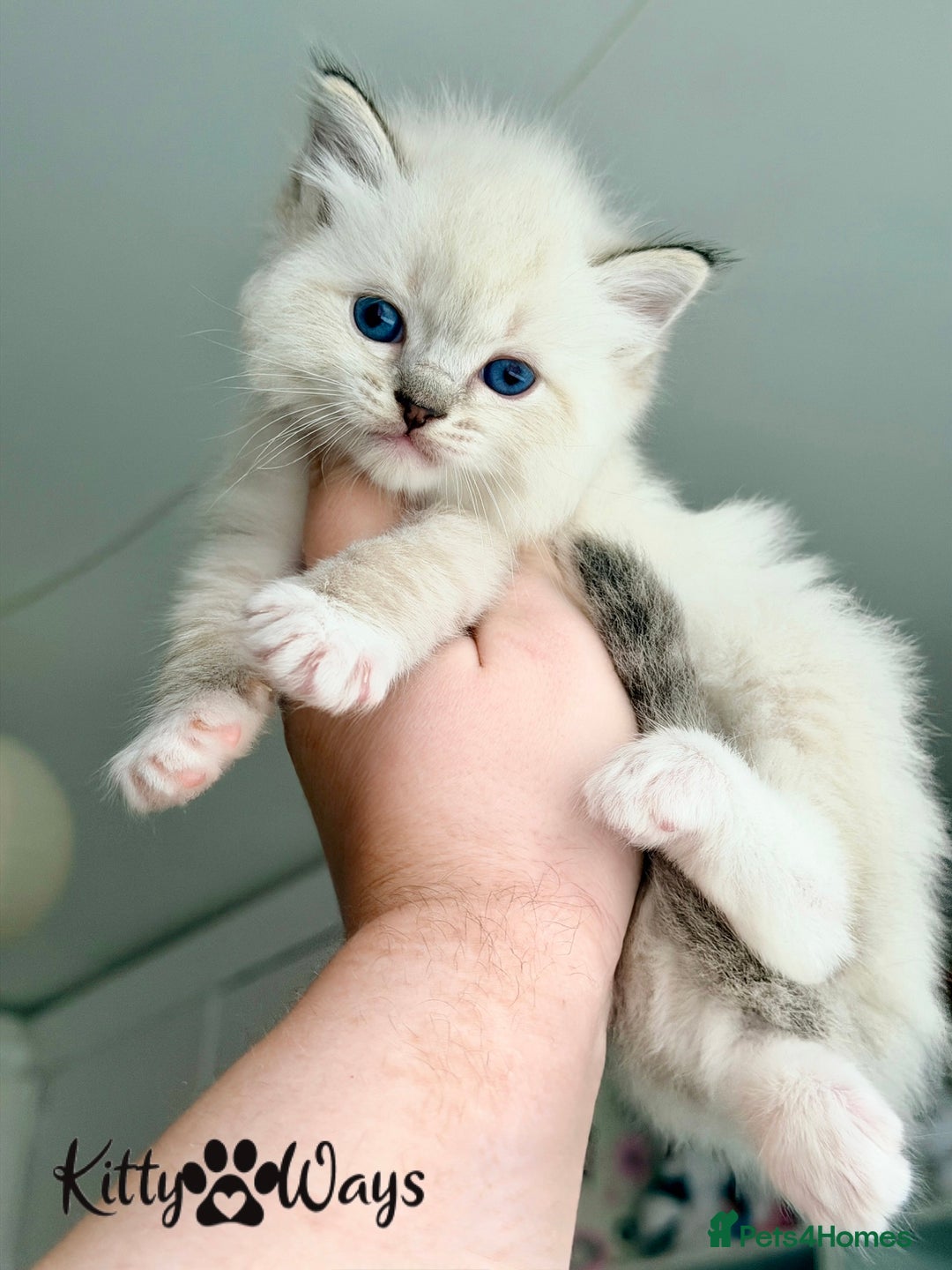 Ragdoll cats for sale: 🐾🩷*TICA REG* EU RAGDOLL KITTENS 🧬 DNA Clear🩵🐾 - Advert 2