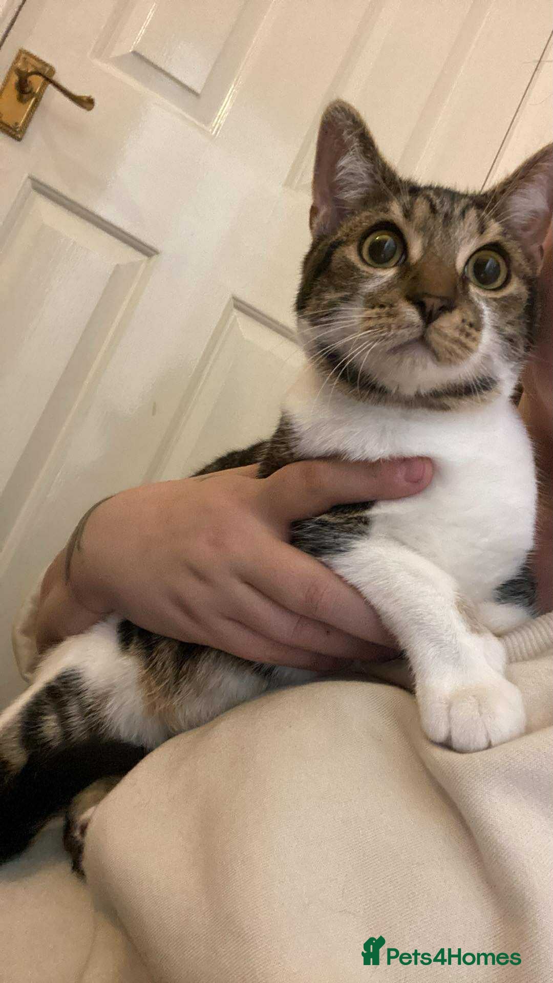 Domestic Shorthair cats for sale: 2 male kittens for rehome together 9 months old - Advert 6