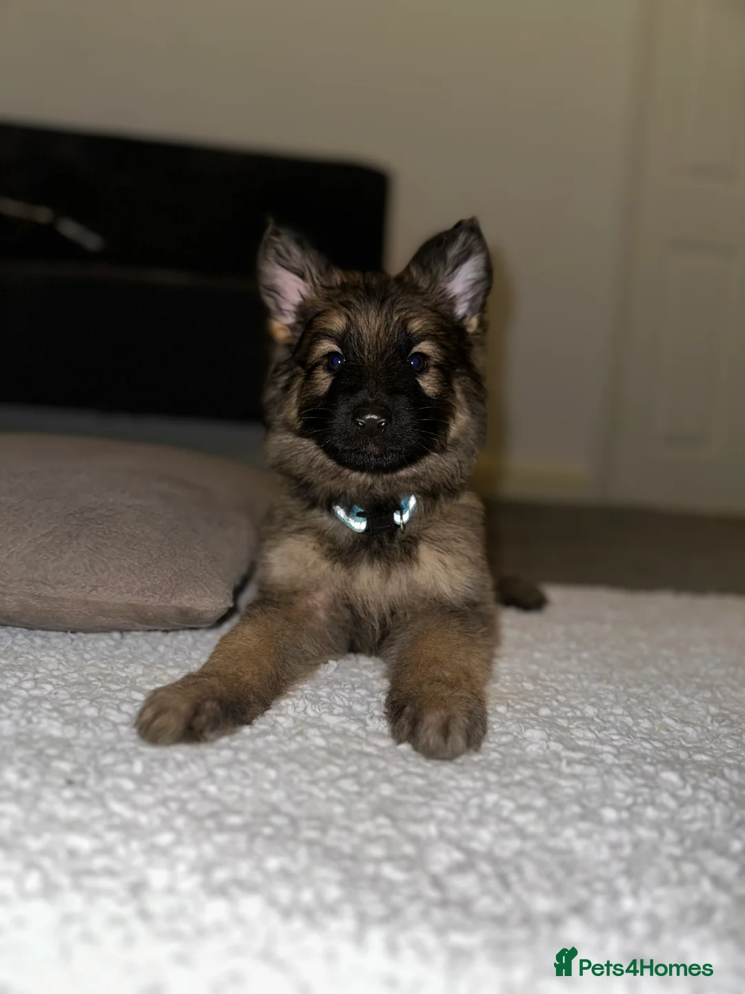 German Shepherd dogs for sale:  Long-Haired German Shepherd Puppies - Advert 12