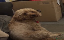 Mixed Breed dogs for sale: home grown golden doodle / cockerpoo  - Image 6