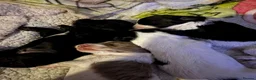 Mixed Breed dogs for sale: Doxiepoos in Thetford - Advert 14
