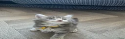 Maine Coon cats for sale: Beautiful purebred Main Coons kittens for sale  - Advert 20