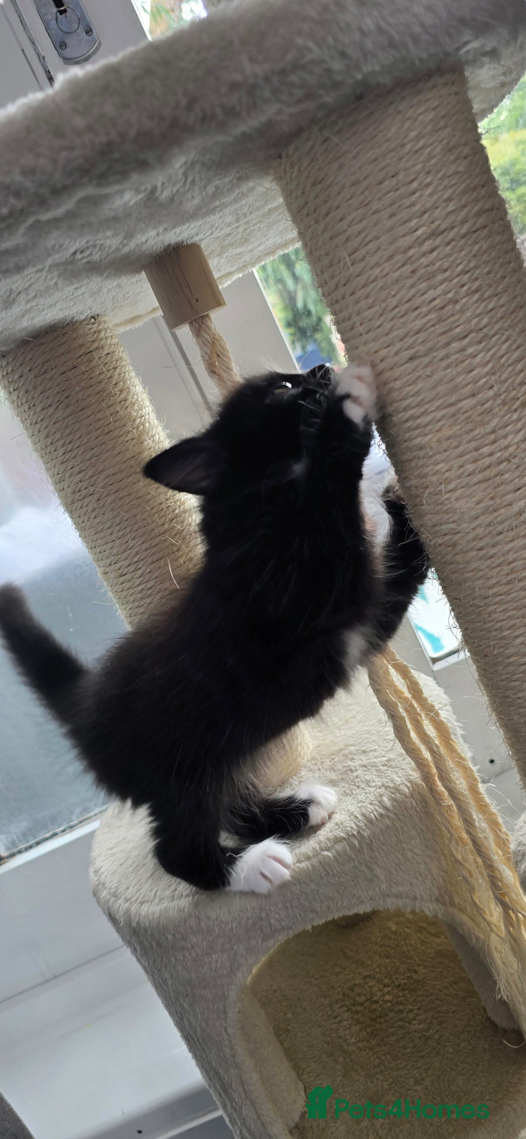 Mixed Breed cats for sale: 2 Adorable boys - Ragdol Mix kittens - Image 16