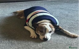 Mixed Breed dogs for adoption: Cody, crossbreed in need of loving home. - Advert 1