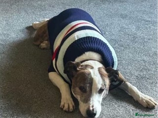 Mixed Breed dogs for adoption: Cody, crossbreed in need of loving home. - Advert 3