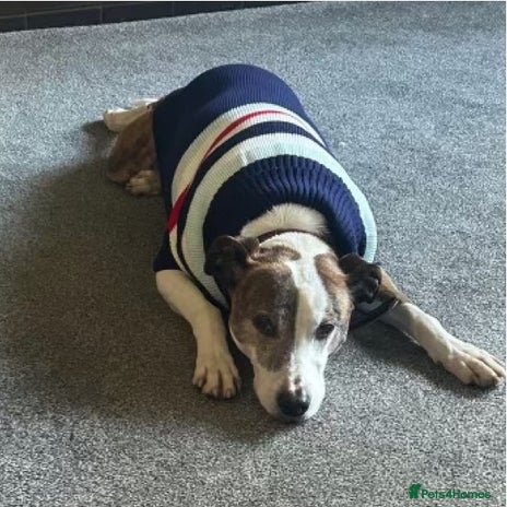 Mixed Breed dogs Cody, crossbreed in need of loving home. - Advert 12