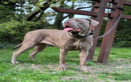 Cane Corso dogs for sale: Lilac girl corso  - Image 3