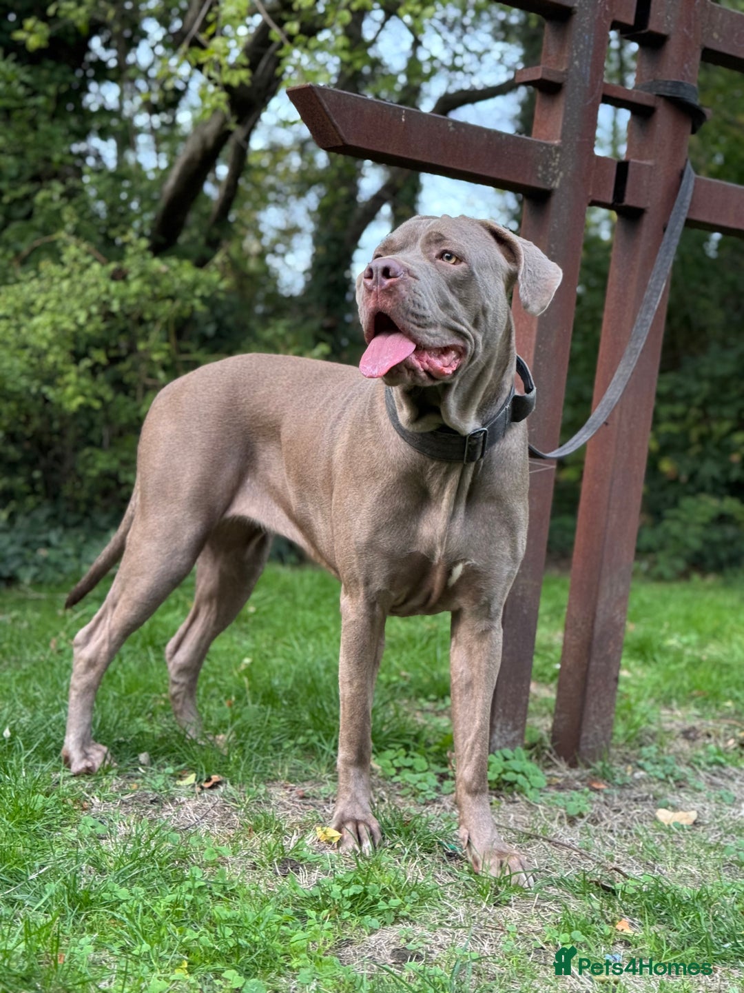 Cane Corso dogs for sale: Lilac girl corso  - Image 3