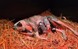 Whippet dogs for sale: Kc reg whippet litter - Image 9