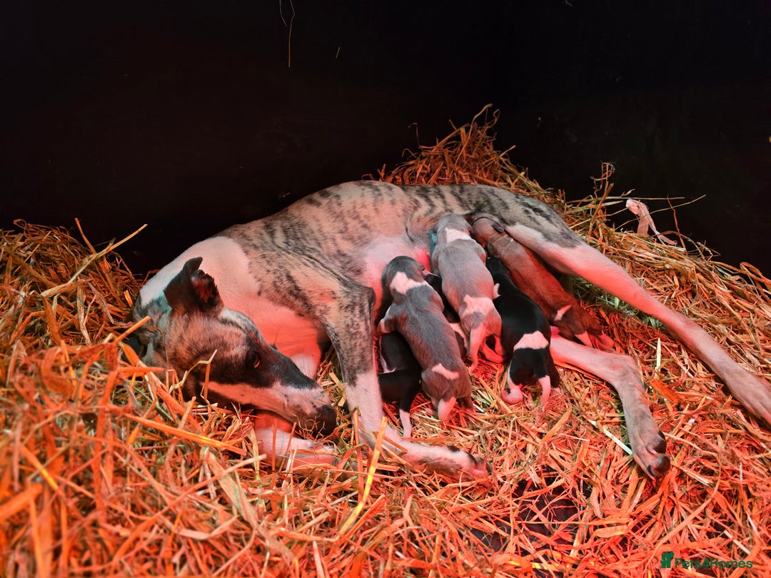 Whippet dogs for sale: Kc reg whippet litter - Image 9