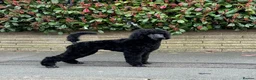 Standard Poodle dogs for sale: Stunning Standard Poodle Boy Exceptional Character - Advert 1