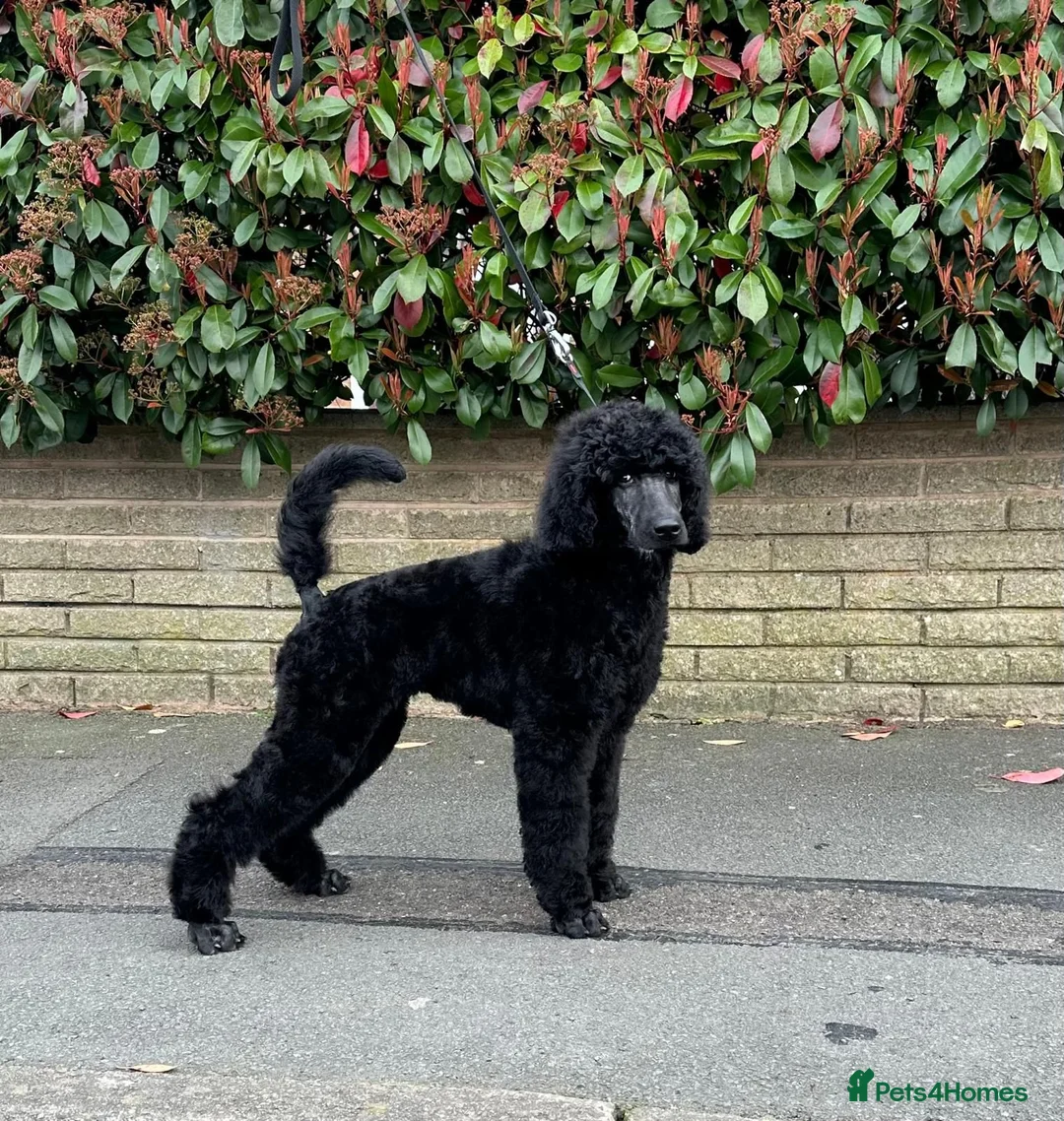 Standard Poodle dogs for sale: Stunning Standard Poodle Boy Exceptional Character - Advert 1