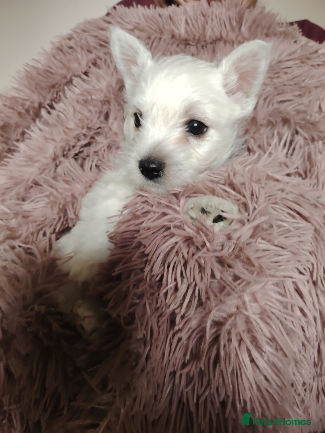 West Highland Terrier dogs for sale: West highland terrier puppies pedigree kc reg - Advert 5
