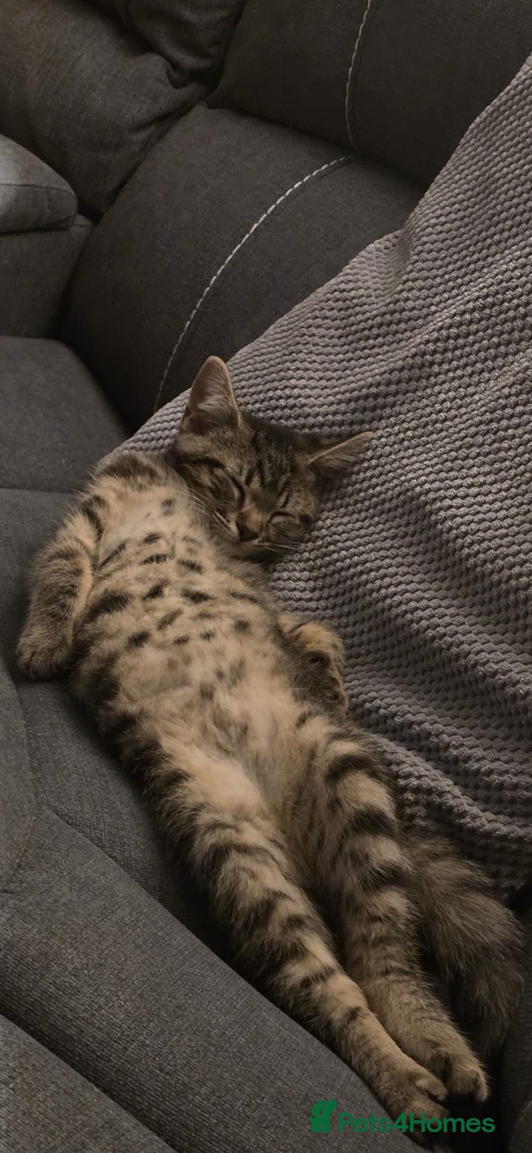 Mixed Breed cats for sale: Heartbreaking decision to rehome - Advert 8