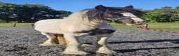 Irish Cob horses for sale: Summer project  - Advert 5