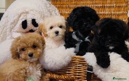 Shihpoo dogs for sale: Absolutely stunning Shihpoo pups ready now ❤️ - Image 1