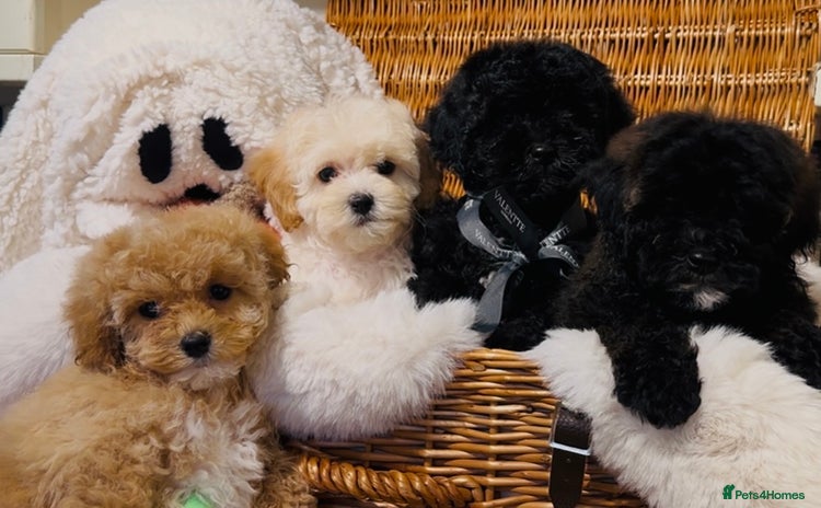 Shihpoo dogs - Advert 1