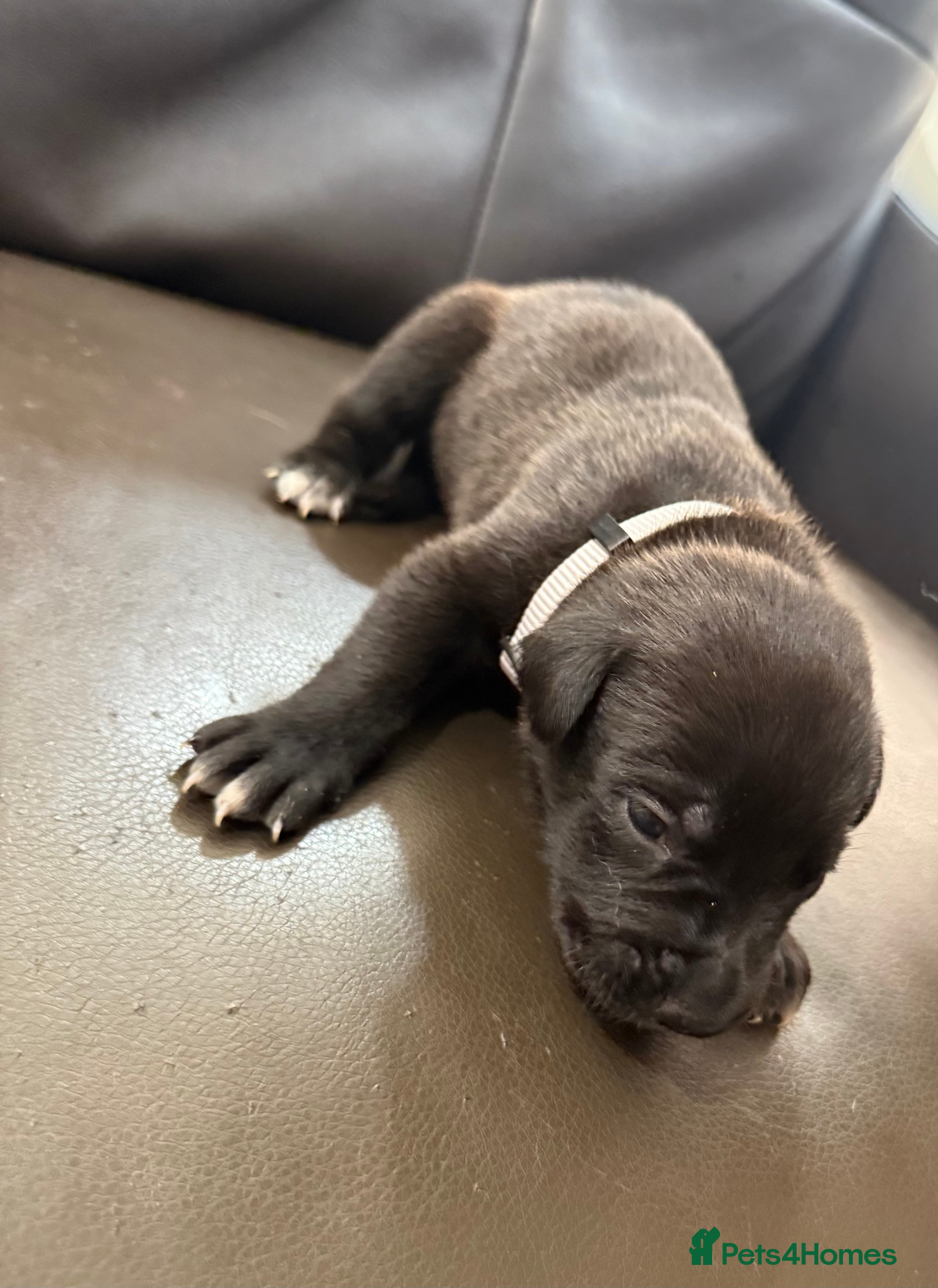 Mixed Breed dogs Belgium malinios x cane corso mix - Advert 2
