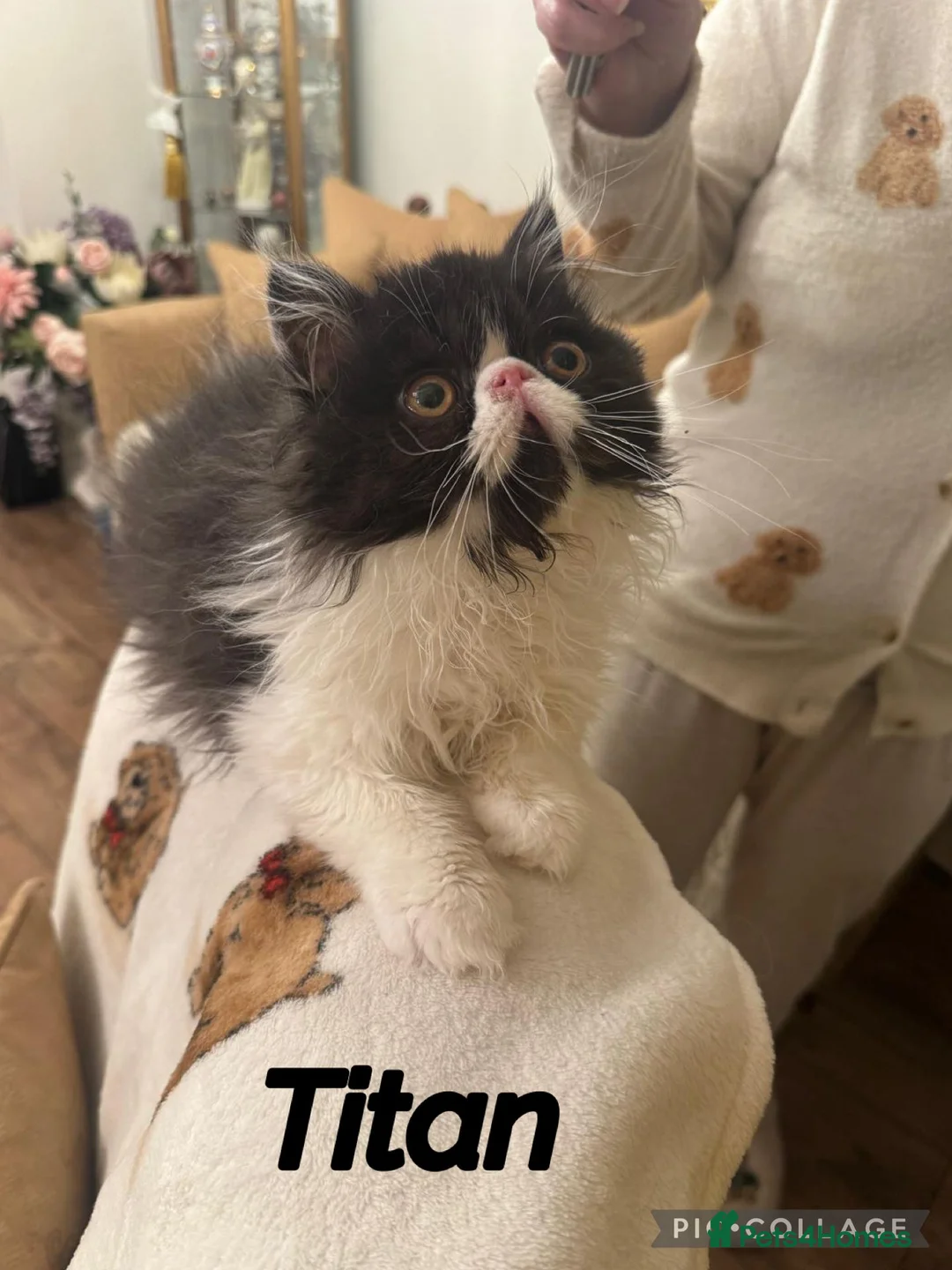 Persian cats for sale: PERSIAN KITTENS FOR SALE  - Advert 3