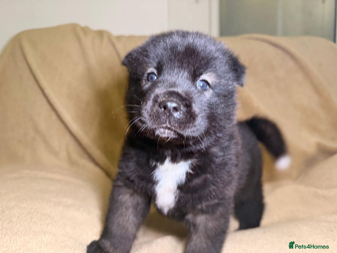 Akita dogs for sale: 7 beautiful American Akita Puppies - Advert 7