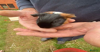 Guinea Pig rodents - Advert 7