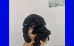Cockapoo dogs for sale: Beautiful F1B Cockerpoos🐶 - Image 26