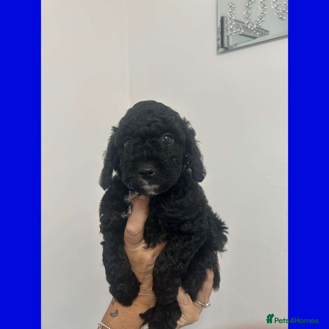 Cockapoo dogs for sale: Beautiful F1B Cockerpoos🐶 - Image 26