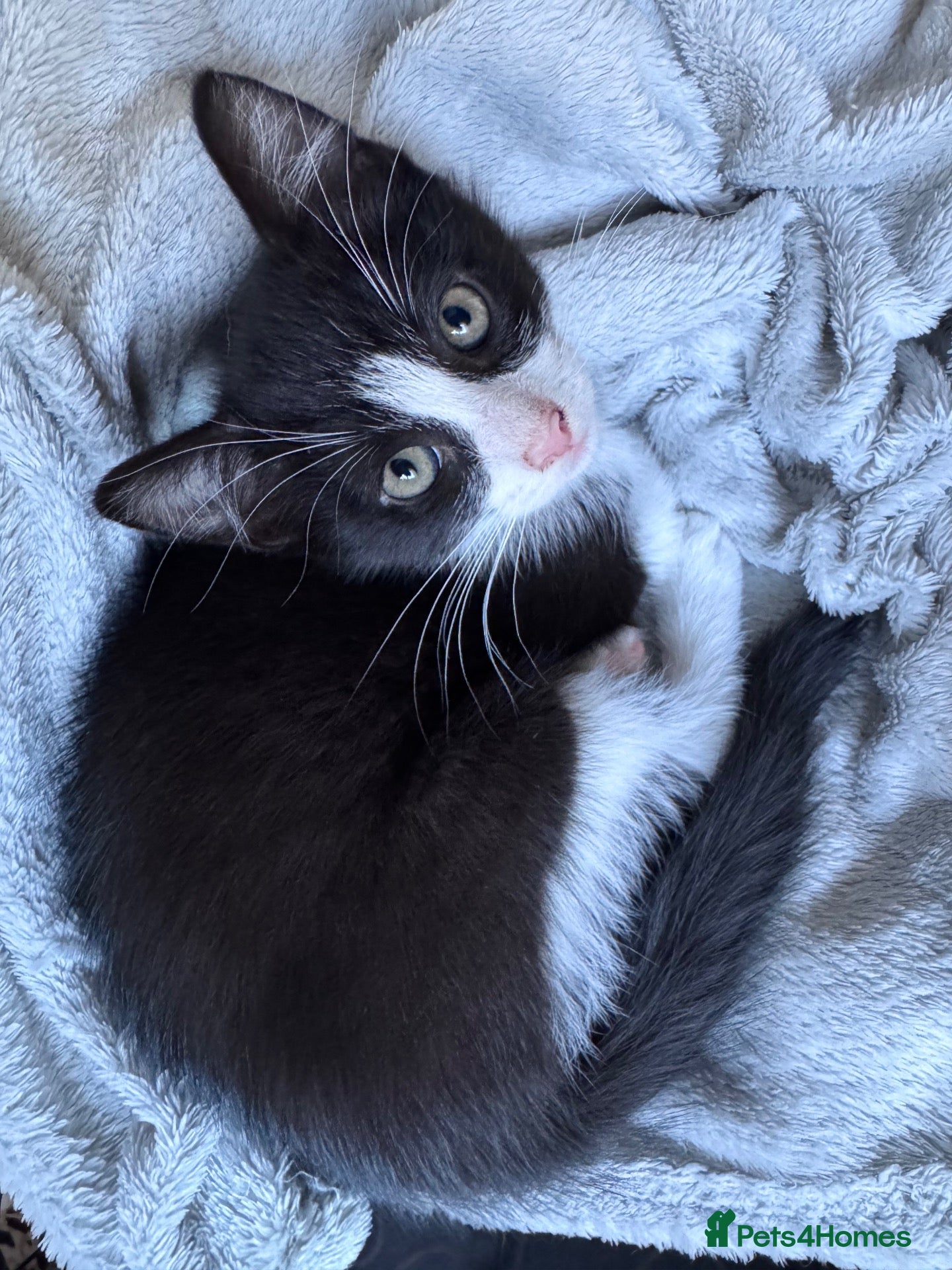 Mixed Breed cats Beautiful Kittens😻🐈‍⬛ - Advert 2