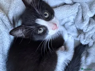 Mixed Breed cats Beautiful Kittens😻🐈⬛ - Advert 2