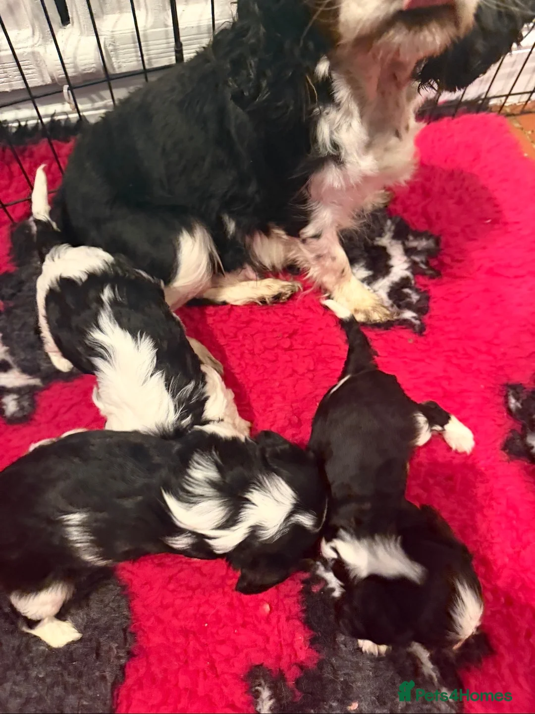 Cavalier King Charles Spaniel dogs for sale: Cavalier Puls  in Sutton-in-Ashfield - Advert 1