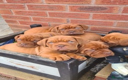 Dogue De Bordeaux dogs for sale: Adorable Dogue de Bordeaux Puppies for Sale - Advert 3
