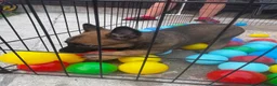 Belgian Shepherd Dog dogs for sale: Working Mali pups  in Crewe - Advert 3