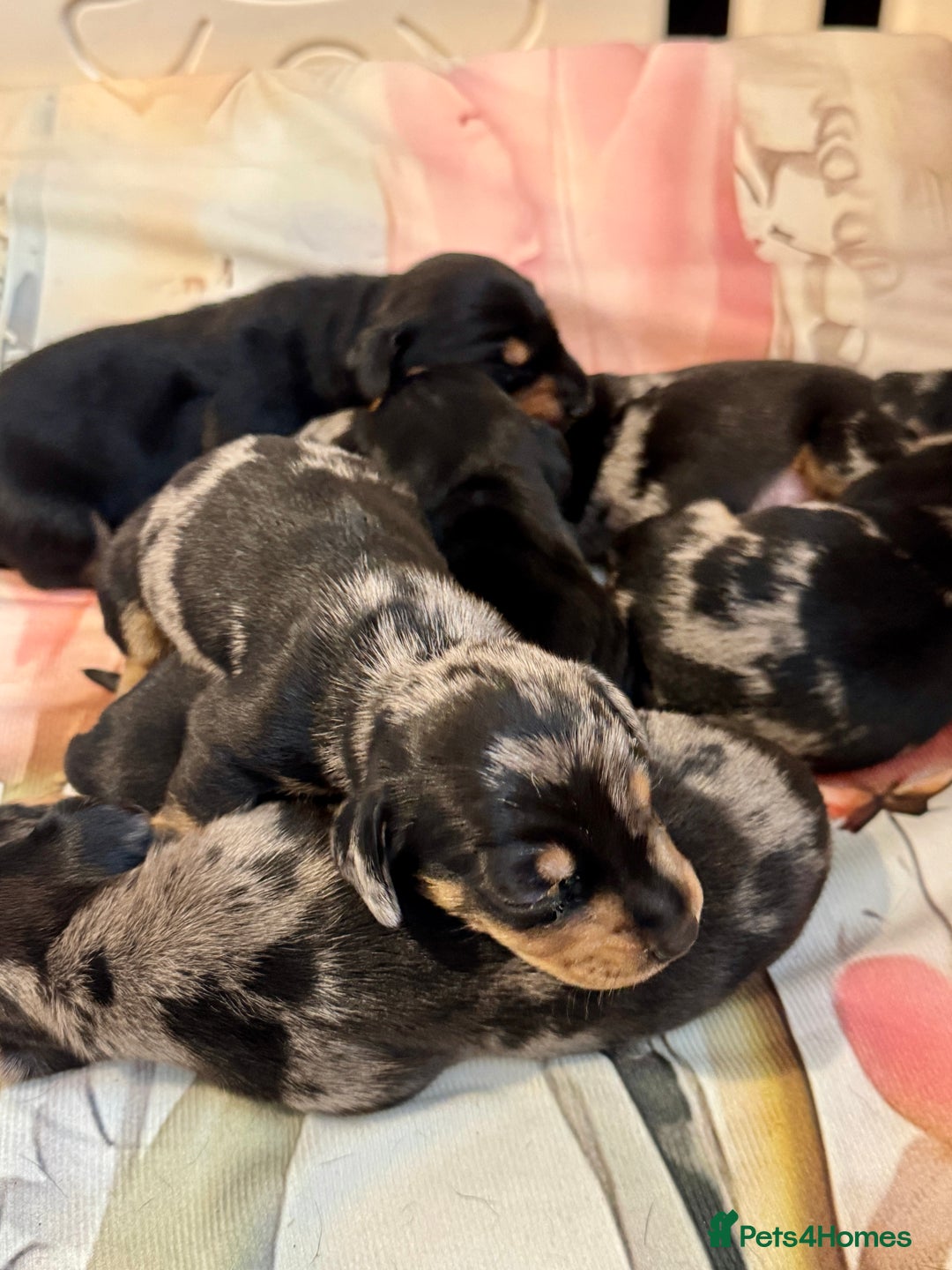 Dachshund dogs for sale: Pedigree Dachshund puppies PRA clear health tested - Image 17