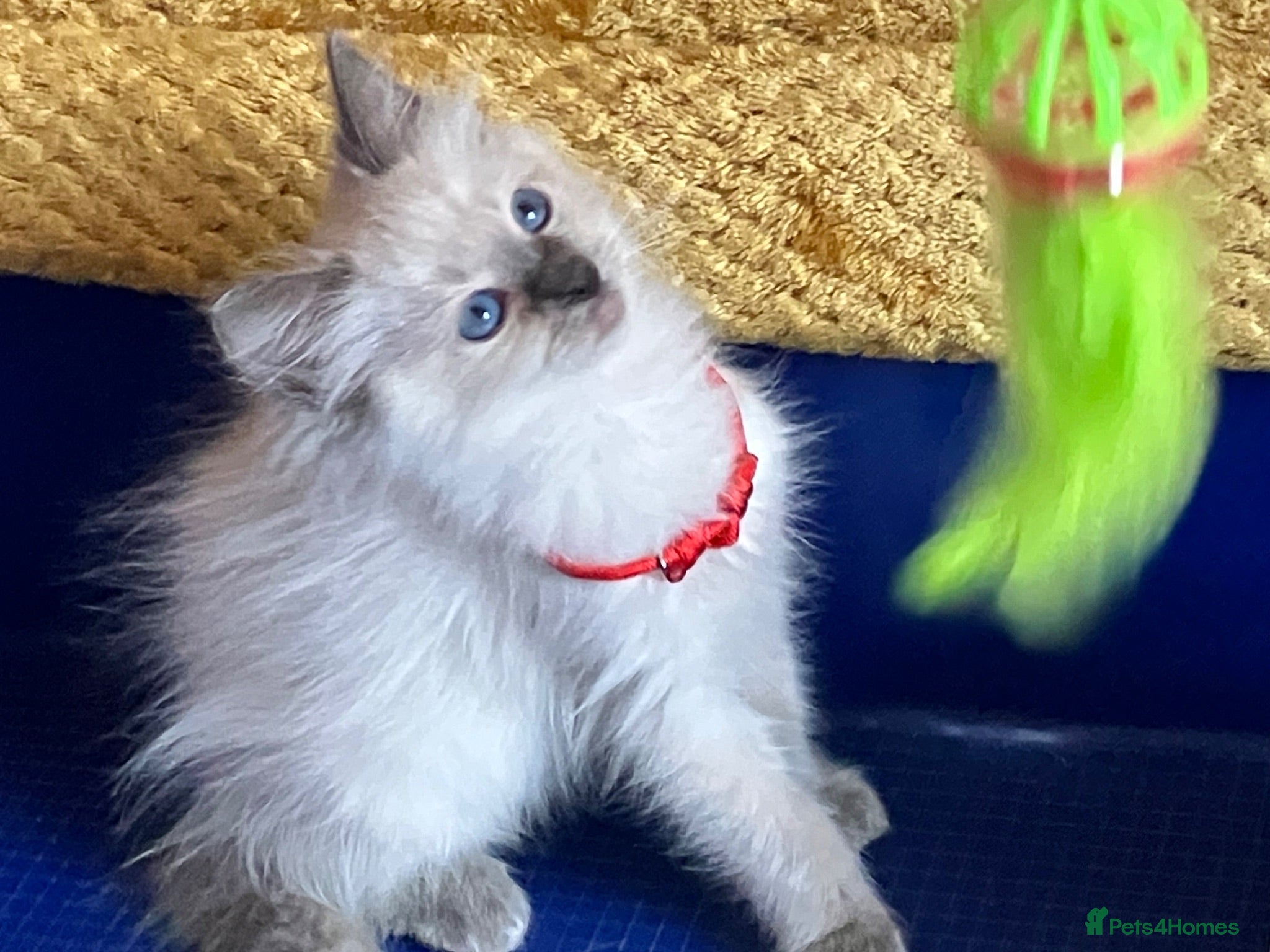 Ragdoll cats GCCF Сhampion Bloodline Ragdoll 5 GenPedigree 🏆🌟 - Advert 15