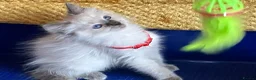 Ragdoll cats for sale: GCCF Сhampion Bloodline Ragdoll 5 GenPedigree 🏆🌟 - Advert 5