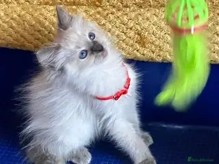 Ragdoll cats GCCF Сhampion Bloodline Ragdoll 5 GenPedigree 🏆🌟 - Advert 6