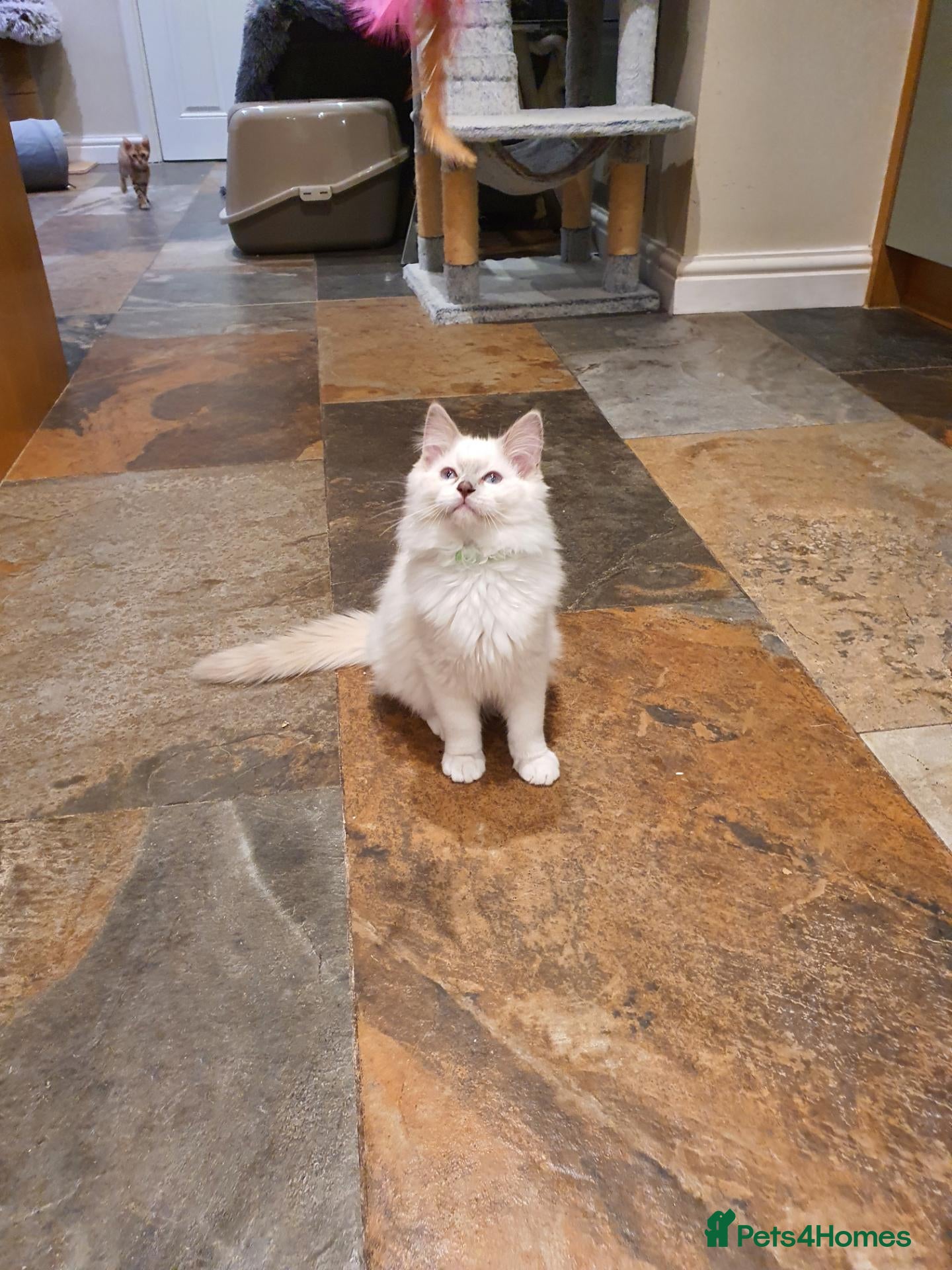 Ragdoll cats 💖12 WEEKS OLD💖 GCCF Registered Ragdoll Kittens. - Advert 2