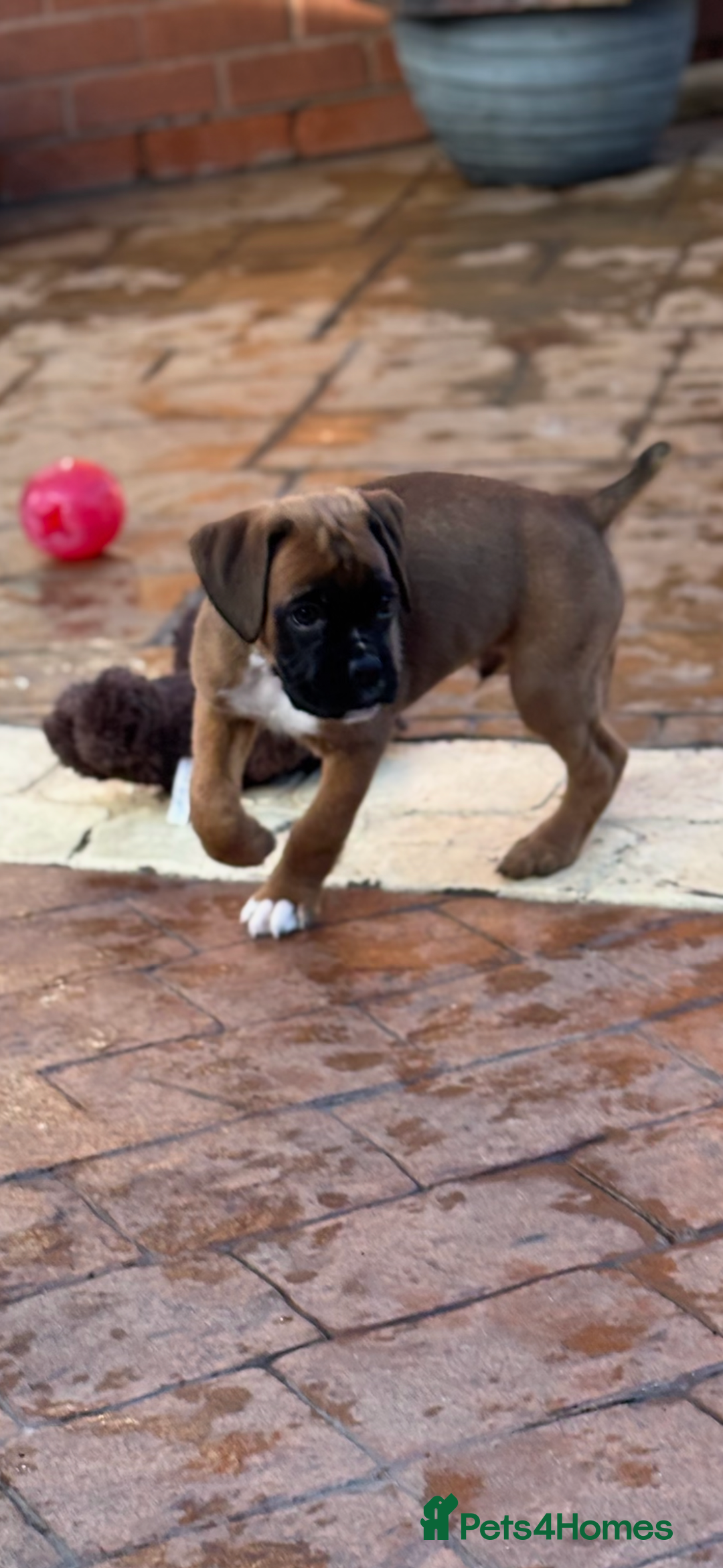 Boxer dogs for sale: Boxer pups  - Advert 10